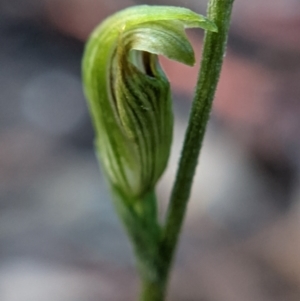 Speculantha parviflora at Currawang, NSW - 13 Mar 2021