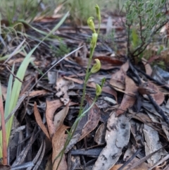Speculantha parviflora at suppressed - 13 Mar 2021
