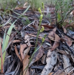 Speculantha parviflora at Currawang, NSW - suppressed