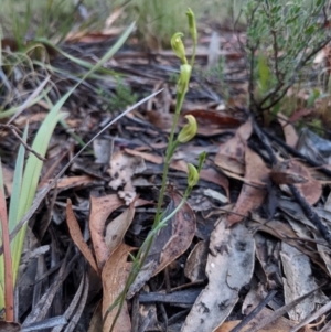 Speculantha parviflora at Currawang, NSW - 13 Mar 2021