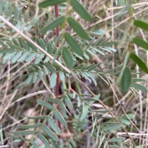 Acacia sp. at Deakin, ACT - 14 Mar 2021