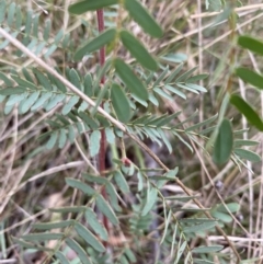Acacia sp. (A Wattle) at Hughes Grassy Woodland - 14 Mar 2021 by KL