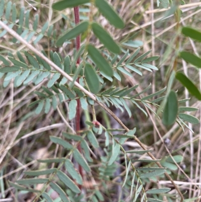 Acacia sp. (A Wattle) at Hughes Grassy Woodland - 14 Mar 2021 by KL