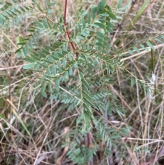 Acacia sp. at Deakin, ACT - 14 Mar 2021