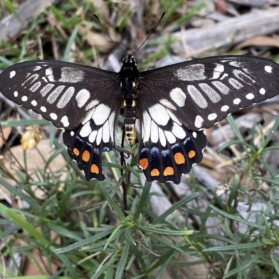 Papilio anactus (Dainty Swallowtail) at Red Hill to Yarralumla Creek - 14 Mar 2021 by KL