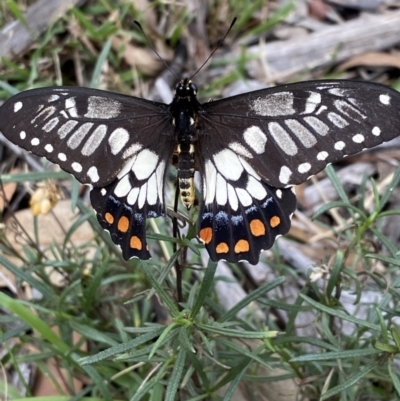 Papilio anactus (Dainty Swallowtail) at Hughes Grassy Woodland - 14 Mar 2021 by KL