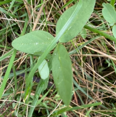 Glycine tabacina (Variable Glycine) at Red Hill to Yarralumla Creek - 14 Mar 2021 by KL