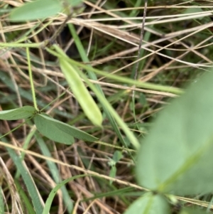 Glycine tabacina at Deakin, ACT - 14 Mar 2021