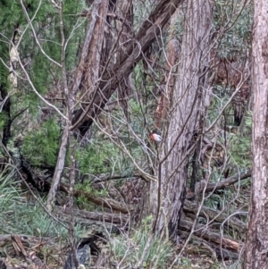 Petroica boodang at Currawang, NSW - 13 Mar 2021
