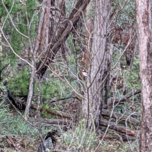 Petroica boodang at Currawang, NSW - 13 Mar 2021