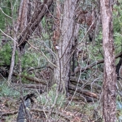 Petroica boodang at Currawang, NSW - 13 Mar 2021