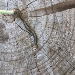 Caenoplana bicolor (Two-tone Planarian) at Albury - 14 Mar 2021 by ChrisAllen