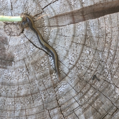 Caenoplana bicolor (Two-tone Planarian) at Thurgoona, NSW - 14 Mar 2021 by ChrisAllen