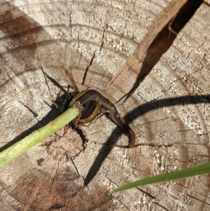 Caenoplana bicolor at Thurgoona, NSW - 14 Mar 2021 12:38 PM