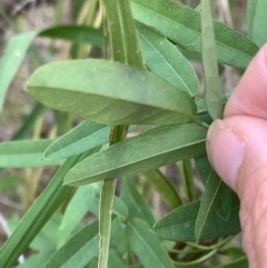 Glycine microphylla at Murrumbateman, NSW - 13 Mar 2021