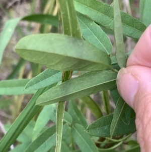 Glycine microphylla at Murrumbateman, NSW - 13 Mar 2021