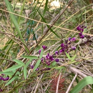 Glycine microphylla at Murrumbateman, NSW - 13 Mar 2021