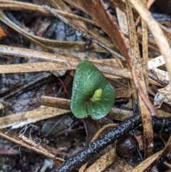 Acianthus sp. (Mayflower Orchid) at Currawang, NSW - 14 Mar 2021 by camcols