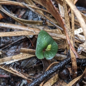 Acianthus sp. at Currawang, NSW - suppressed