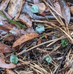 Acianthus sp. at Currawang, NSW - suppressed