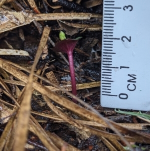 Acianthus sp. at Currawang, NSW - suppressed