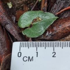 Acianthus sp. at Currawang, NSW - suppressed