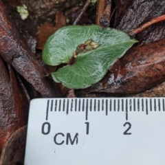 Acianthus sp. at Currawang, NSW - 14 Mar 2021