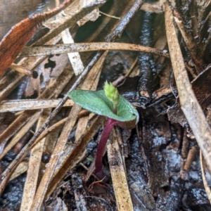 Acianthus sp. at Currawang, NSW - suppressed