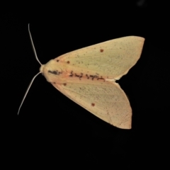 Plesanemma fucata (Lemon Gum Moth) at Paddys River, ACT - 12 Mar 2021 by JohnBundock