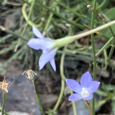 Wahlenbergia gracilis (Australian Bluebell) at Namadgi National Park - 13 Mar 2021 by RAllen