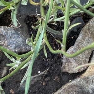 Wahlenbergia gracilis at Booth, ACT - 13 Mar 2021