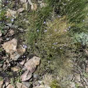 Wahlenbergia gracilis at Booth, ACT - 13 Mar 2021