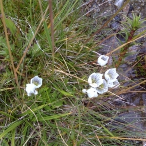 Gentianella muelleriana subsp. alpestris at Kosciuszko National Park, NSW - 5 Mar 2014 02:09 PM