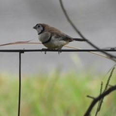 Stizoptera bichenovii (Double-barred Finch) at Murrumbateman, NSW - 11 Mar 2021 by SimoneC