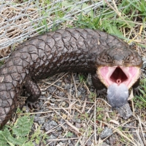 Tiliqua rugosa at Throsby, ACT - 14 Mar 2021