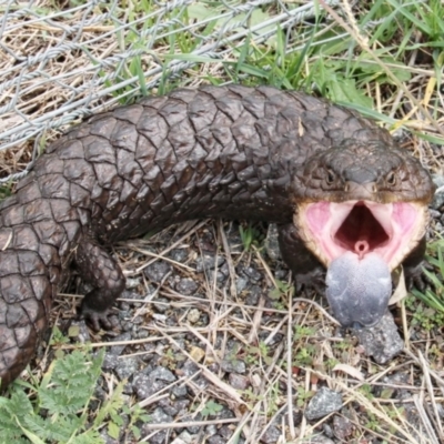 Tiliqua rugosa (Shingleback Lizard) at Throsby, ACT - 14 Mar 2021 by davobj