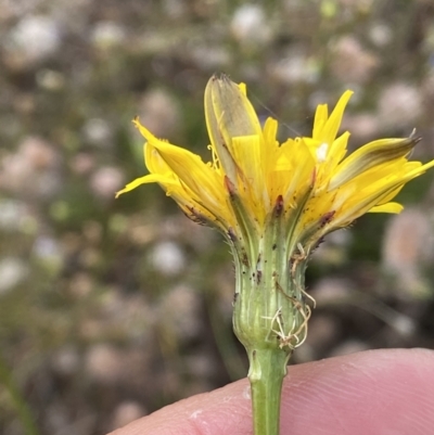 Hypochaeris radicata (Cat's Ear, Flatweed) at Namadgi National Park - 13 Mar 2021 by RAllen