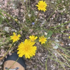 Hypochaeris radicata at Booth, ACT - 13 Mar 2021