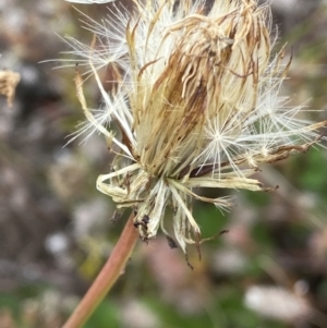 Hypochaeris radicata at Booth, ACT - 13 Mar 2021