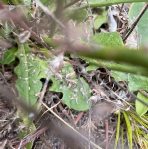 Hypochaeris radicata at Booth, ACT - 13 Mar 2021