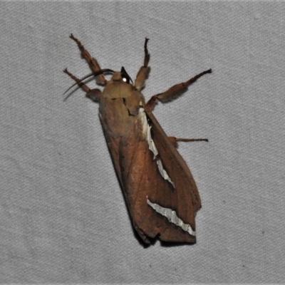 Abantiades latipennis (Brown Ghost Moth, Pindi Moth) at Tidbinbilla Nature Reserve - 12 Mar 2021 by JohnBundock