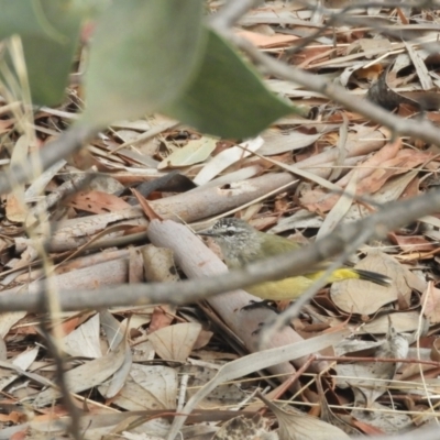 Acanthiza chrysorrhoa (Yellow-rumped Thornbill) at Murrumbateman, NSW - 12 Mar 2021 by SimoneC
