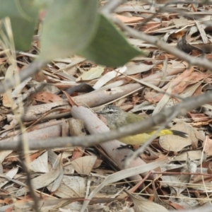 Acanthiza chrysorrhoa at Murrumbateman, NSW - 12 Mar 2021