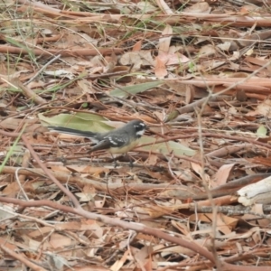 Rhipidura albiscapa at Murrumbateman, NSW - 12 Mar 2021 11:45 AM