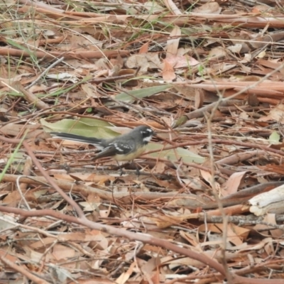 Rhipidura albiscapa (Grey Fantail) at Murrumbateman, NSW - 12 Mar 2021 by SimoneC