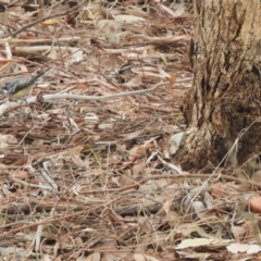Rhipidura albiscapa at Murrumbateman, NSW - 12 Mar 2021