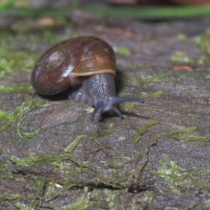 Austrorhytida capillacea at Cotter River, ACT - 14 Mar 2021