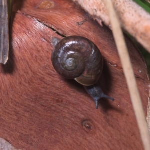 Austrorhytida capillacea at Cotter River, ACT - 14 Mar 2021 08:42 PM