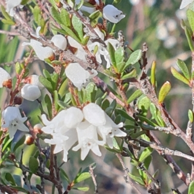 Cryptandra amara (Bitter Cryptandra) at Cook, ACT - 1 Sep 2020 by drakes