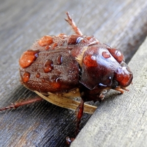 Melolonthini (tribe) at Crooked Corner, NSW - 12 Mar 2021